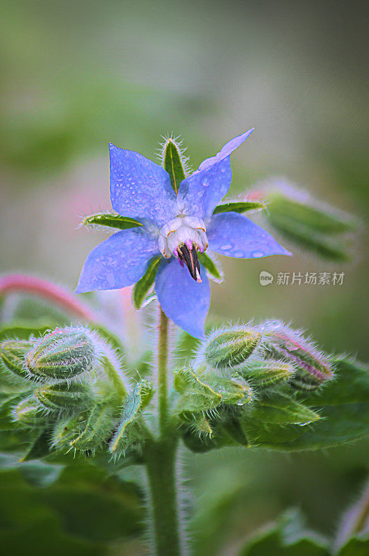 琉璃苣(Borago officinalis)食用花